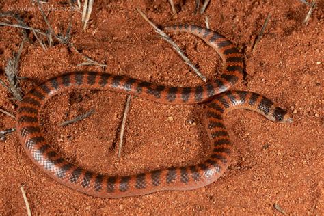 southern shovel nosed snake.